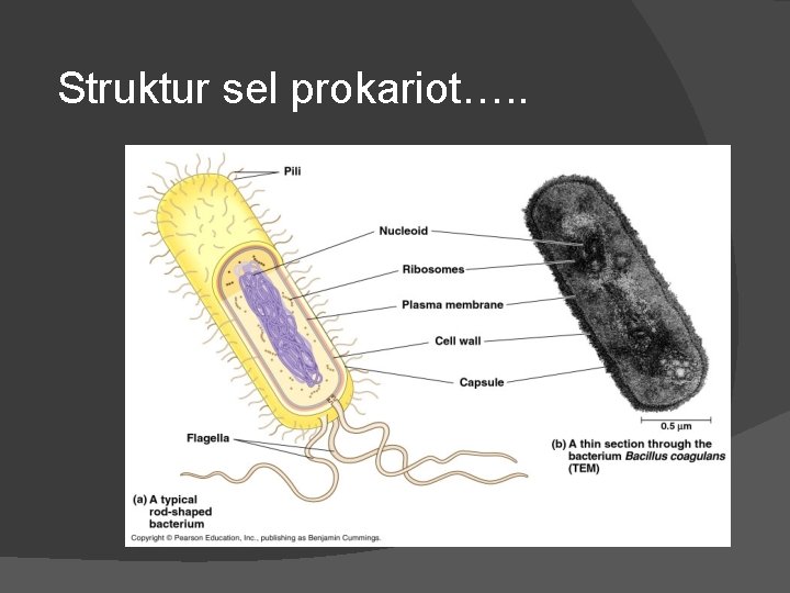 Struktur sel prokariot…. . 