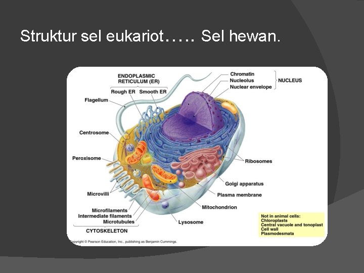 Struktur sel eukariot…. . Sel hewan. 