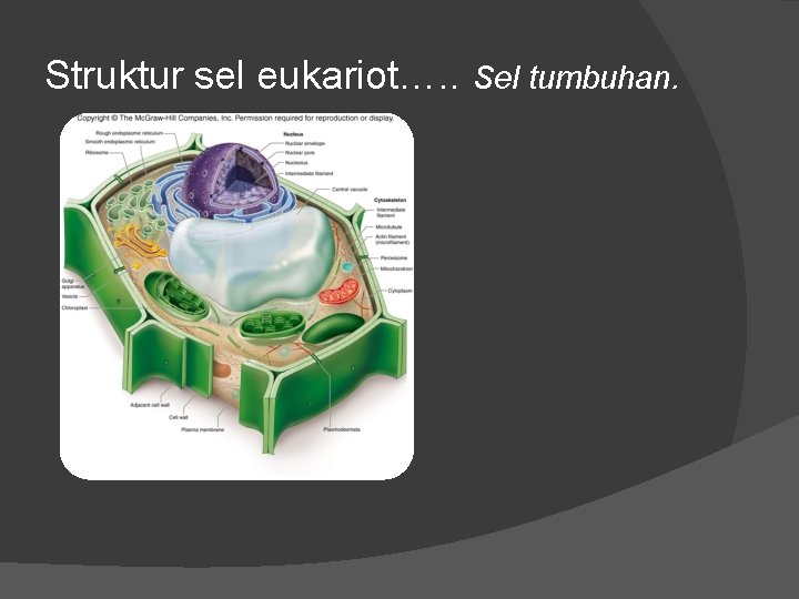 Struktur sel eukariot…. . Sel tumbuhan. 