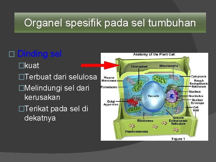 Organel spesifik pada sel tumbuhan � Dinding sel �kuat �Terbuat dari selulosa �Melindungi sel