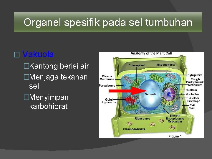 Organel spesifik pada sel tumbuhan � Vakuola �Kantong berisi air �Menjaga tekanan sel �Menyimpan