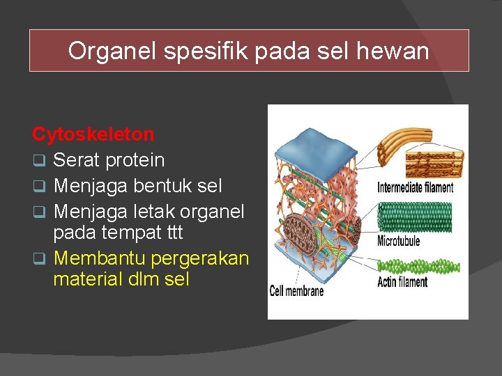 Organel spesifik pada sel hewan Cytoskeleton q Serat protein q Menjaga bentuk sel q