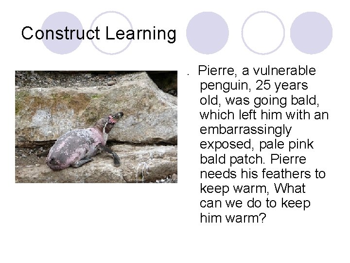 Construct Learning. Pierre, a vulnerable penguin, 25 years old, was going bald, which left