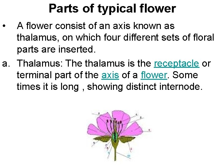  Parts of typical flower • A flower consist of an axis known as