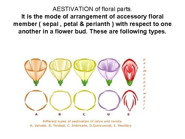 AESTIVATION of floral parts. It is the mode of arrangement of accessory floral member
