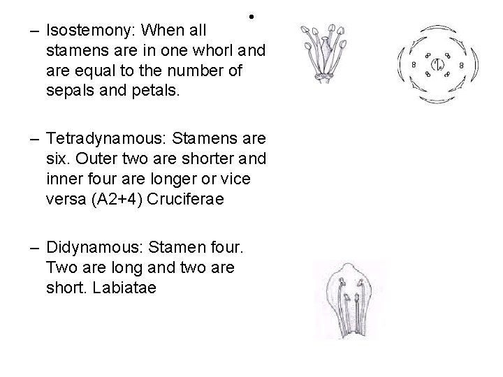  • – Isostemony: When all stamens are in one whorl and are equal
