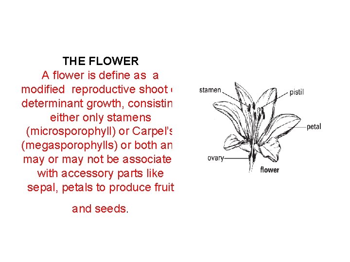 THE FLOWER A flower is define as a modified reproductive shoot of determinant growth,