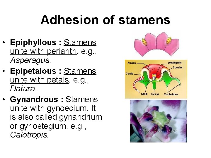 Adhesion of stamens • Epiphyllous : Stamens unite with perianth. e. g. , Asperagus.