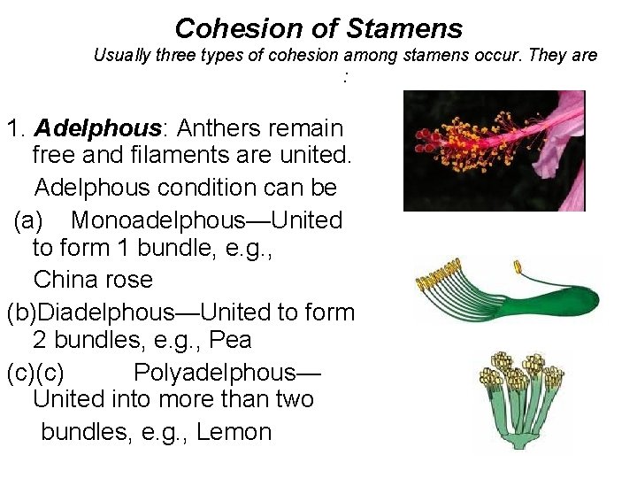 Cohesion of Stamens Usually three types of cohesion among stamens occur. They are :