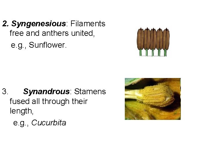 2. Syngenesious: Filaments free and anthers united, e. g. , Sunflower. 3. Synandrous: Stamens