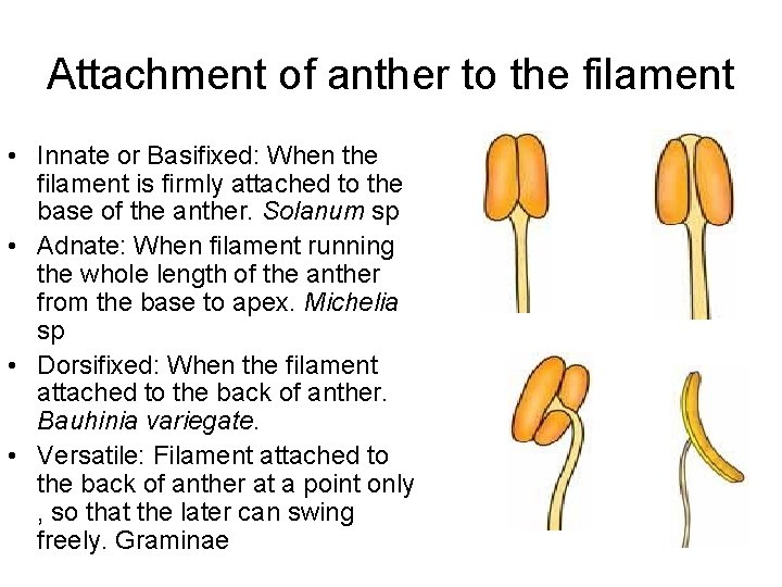 Attachment of anther to the filament • Innate or Basifixed: When the filament is