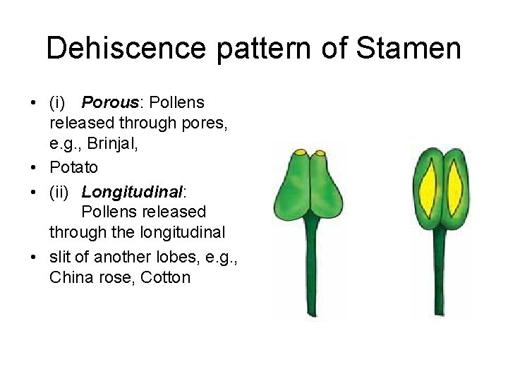 Dehiscence pattern of Stamen • (i) Porous: Pollens released through pores, e. g. ,