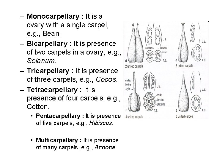 – Monocarpellary : It is a ovary with a single carpel, e. g. ,