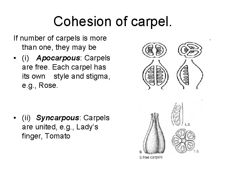 Cohesion of carpel. If number of carpels is more than one, they may be
