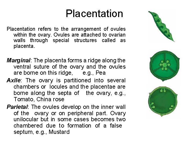 Placentation refers to the arrangement of ovules within the ovary. Ovules are attached to