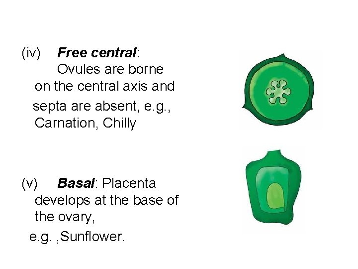 (iv) Free central: Ovules are borne on the central axis and septa are absent,