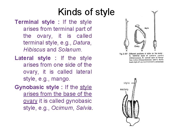 Kinds of style Terminal style : If the style arises from terminal part of