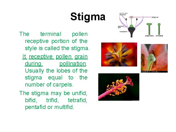 Stigma The terminal pollen receptive portion of the style is called the stigma. It