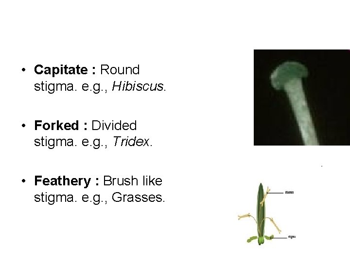  • Capitate : Round stigma. e. g. , Hibiscus. • Forked : Divided