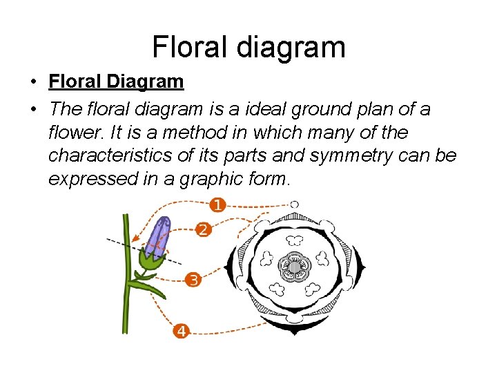 Floral diagram • Floral Diagram • The floral diagram is a ideal ground plan
