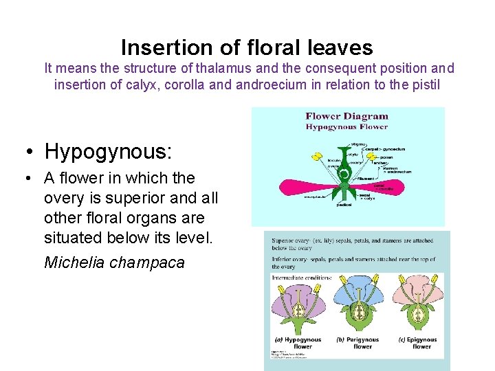Insertion of floral leaves It means the structure of thalamus and the consequent position