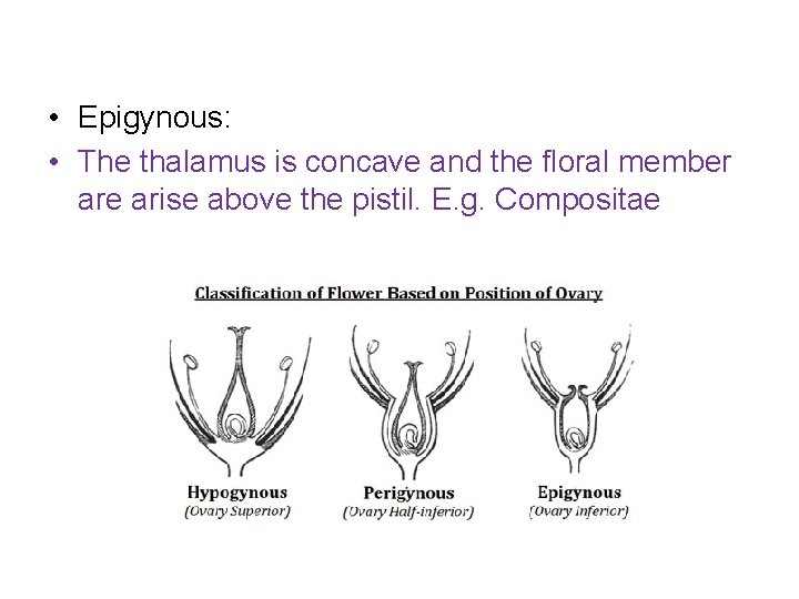  • Epigynous: • The thalamus is concave and the floral member are arise