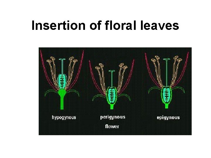Insertion of floral leaves 