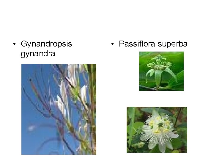  • Gynandropsis gynandra • Passiflora superba 