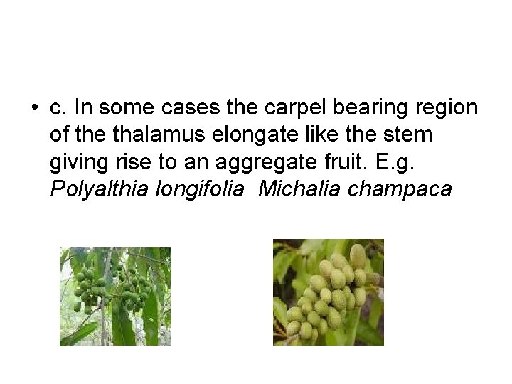  • c. In some cases the carpel bearing region of the thalamus elongate