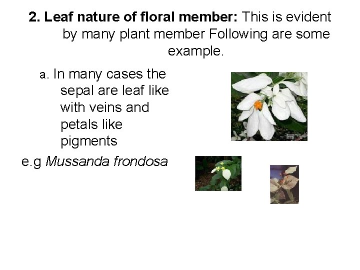 2. Leaf nature of floral member: This is evident by many plant member Following