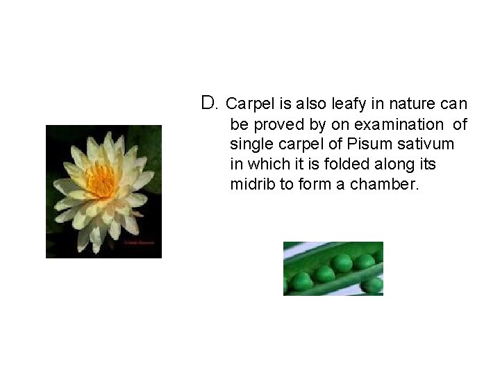 D. Carpel is also leafy in nature can be proved by on examination of