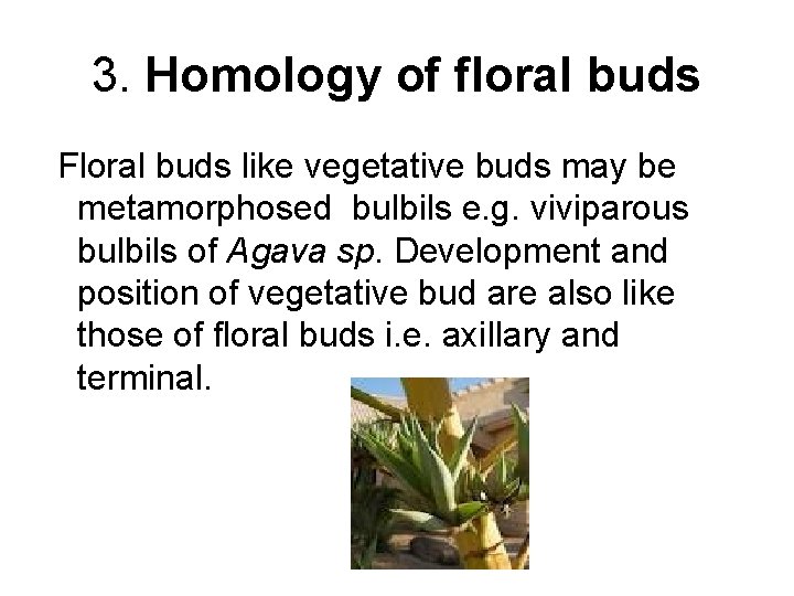 3. Homology of floral buds Floral buds like vegetative buds may be metamorphosed bulbils