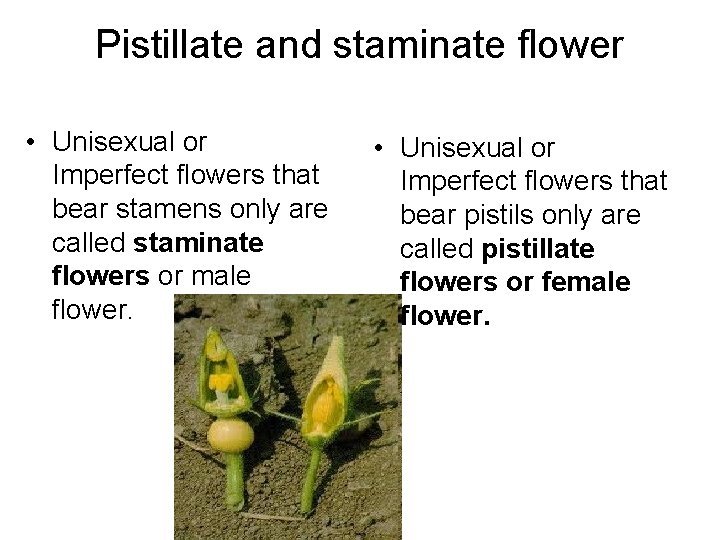 Pistillate and staminate flower • Unisexual or Imperfect flowers that bear stamens only are