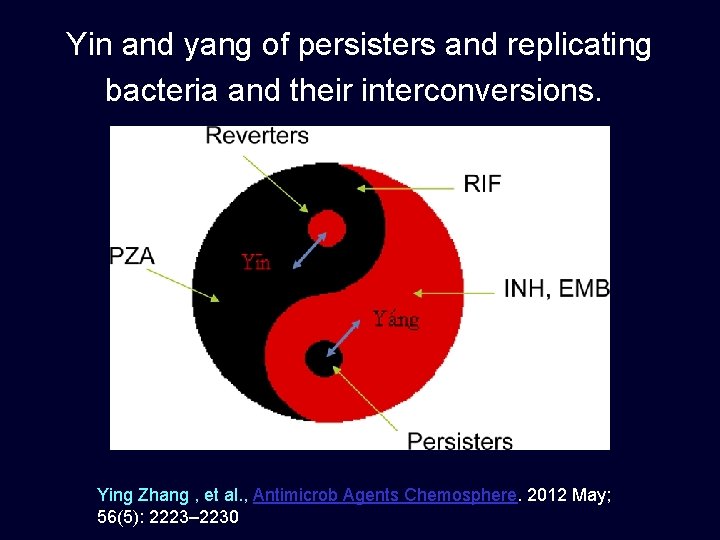 Yin and yang of persisters and replicating bacteria and their interconversions. Ying Zhang ,