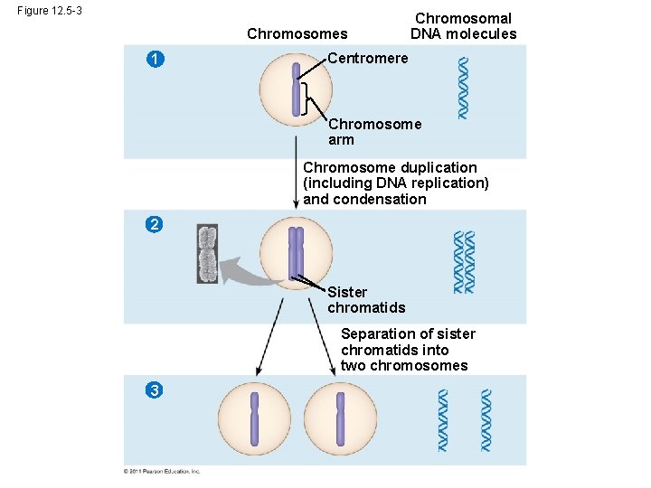 Figure 12. 5 -3 Chromosomes 1 Chromosomal DNA molecules Centromere Chromosome arm Chromosome duplication