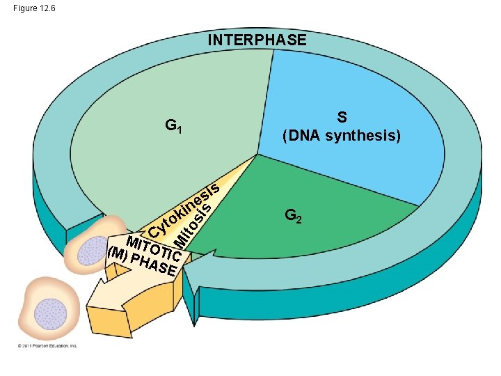 Figure 12. 6 INTERPHASE S (DNA synthesis) G 1 n to sis i k