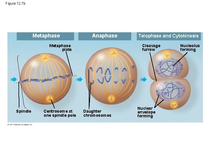 Figure 12. 7 b Metaphase Anaphase Metaphase plate Spindle Centrosome at one spindle pole