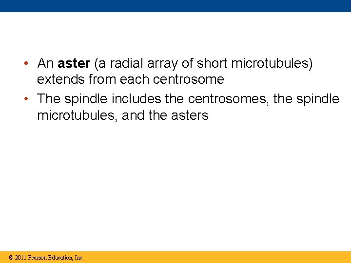  • An aster (a radial array of short microtubules) extends from each centrosome