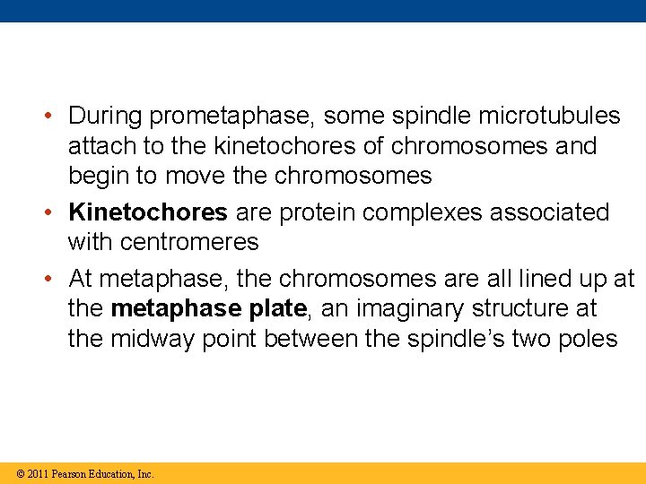  • During prometaphase, some spindle microtubules attach to the kinetochores of chromosomes and