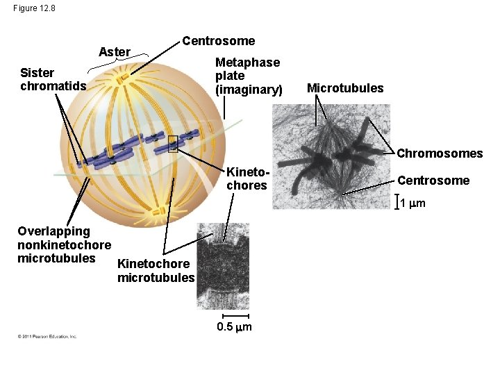 Figure 12. 8 Aster Centrosome Sister chromatids Metaphase plate (imaginary) Microtubules Chromosomes Kinetochores Centrosome