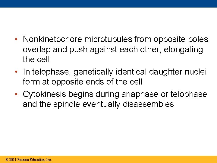  • Nonkinetochore microtubules from opposite poles overlap and push against each other, elongating