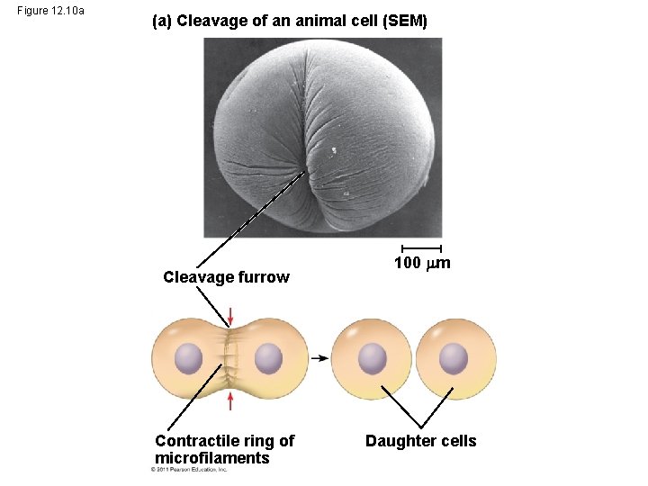 Figure 12. 10 a (a) Cleavage of an animal cell (SEM) Cleavage furrow Contractile