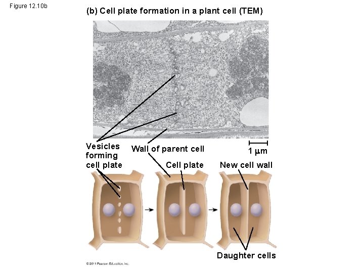 Figure 12. 10 b (b) Cell plate formation in a plant cell (TEM) Vesicles