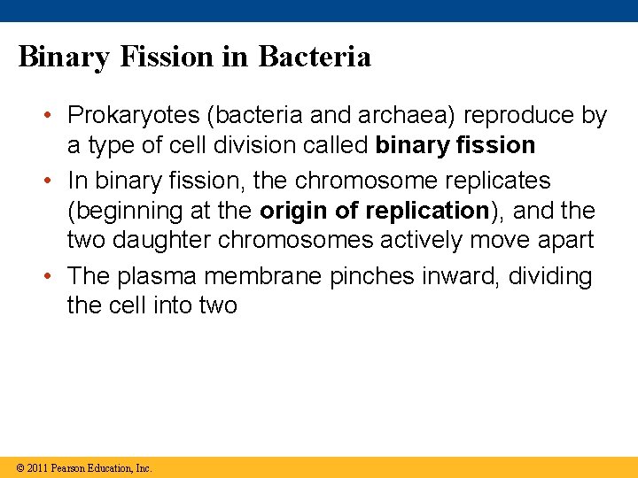 Binary Fission in Bacteria • Prokaryotes (bacteria and archaea) reproduce by a type of