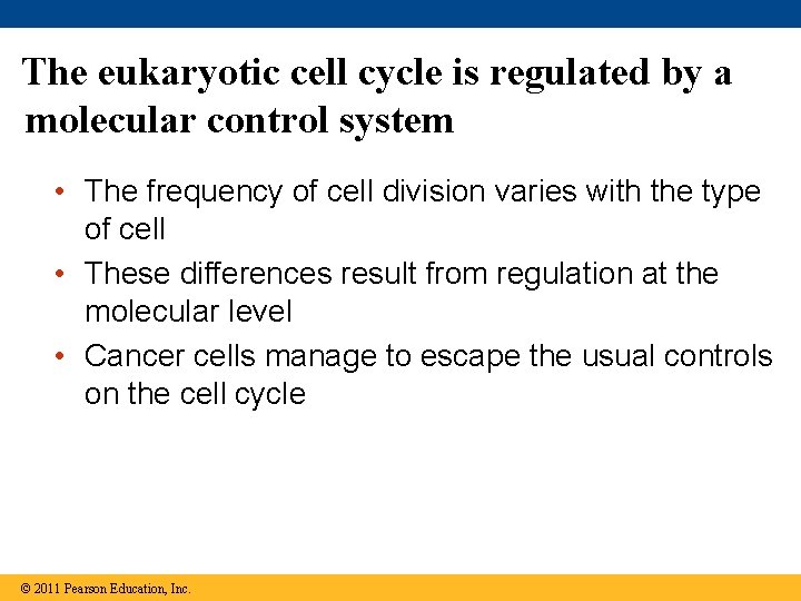 The eukaryotic cell cycle is regulated by a molecular control system • The frequency