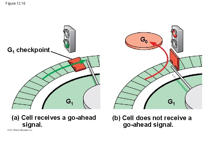 Figure 12. 16 G 0 G 1 checkpoint G 1 (a) Cell receives a