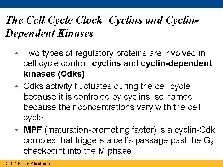 The Cell Cycle Clock: Cyclins and Cyclin. Dependent Kinases • Two types of regulatory