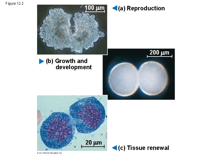 Figure 12. 2 100 m (a) Reproduction 200 m (b) Growth and development 20