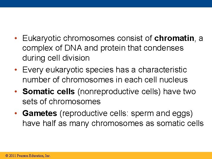  • Eukaryotic chromosomes consist of chromatin, a complex of DNA and protein that