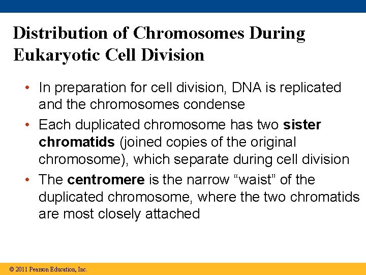 Distribution of Chromosomes During Eukaryotic Cell Division • In preparation for cell division, DNA